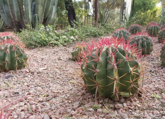 Leia mais sobre o artigo Jardim Botânico do Deserto, Arizona